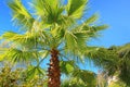 Three palm trees against a blue sky Royalty Free Stock Photo