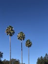 Three palm trees against blue sky Royalty Free Stock Photo