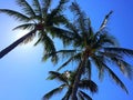 Three palm trees against a blue sky
