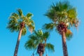Three palm trees against a clear blue sky, view from below. Three palm trees against clear blue sky noon Royalty Free Stock Photo