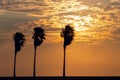 Three palm trees with a background view of a  bright sunset Royalty Free Stock Photo