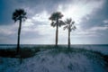 Three palm trees on beach with sunset in background