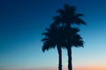 Three palm trees beach sunset Royalty Free Stock Photo