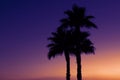 Three palm trees beach sunset Royalty Free Stock Photo