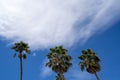Three palm trees blowing in the wind against a blue sky with clouds. Negative space composition with room for copy Royalty Free Stock Photo