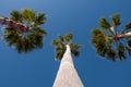 Three Palm Trees and Blue Sky