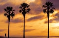 Three Palm trees, heavy dramatic clouds and bright sky.s Royalty Free Stock Photo