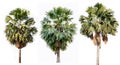 Three palm trees isolated on white background Royalty Free Stock Photo