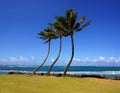 Three palm trees