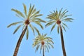 Three palm trees seen from below Royalty Free Stock Photo