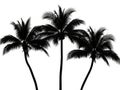 Three palm trees silhouette isolated on white background Royalty Free Stock Photo