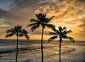 Three Palm Trees Silhouetted Against the Sunset on Kauai Royalty Free Stock Photo