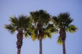 Three Palm Trees on a Sunny Day With Blue Sky Background