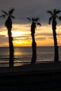 Three palm trees at sunrise on the beach. San Juan beach Alicante Spain