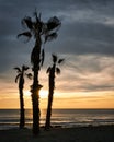 Three palm trees at sunrise on the beach. San Juan beach Alicante Spain
