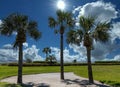 Three Palm Trees Under Sun Royalty Free Stock Photo