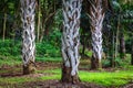 Three palm trunks in botanical garden on Oahu island Royalty Free Stock Photo