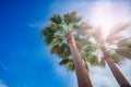 Three palms leaves over bright shining sun and blue summer sky