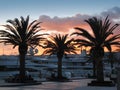 Three palms in the luxury marina Royalty Free Stock Photo