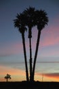 Three Palms at Sunrise, Ventura, California, USA