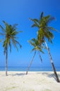 Three palmtrees Royalty Free Stock Photo