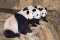 Triplets giant pandas sit in a line Royalty Free Stock Photo