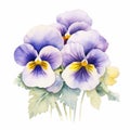 Elegant Watercolor Pansies Flower Bouquet On White Background Royalty Free Stock Photo