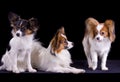 Three papillons Royalty Free Stock Photo