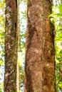 Three parallel tree trunks growing in a primary forest of the Ecuadorian Amazon rainforest in Latin America. Leafy environment