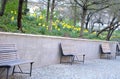 three park benches metal with wood retaring wall elegant garden park trees bush yellow narcissus pseudonarcissus green flower bed