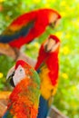 Three parrots