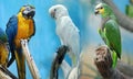 Three parrots