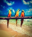 Three parrots Blue-and-Yellow Macaw Ara ararauna Royalty Free Stock Photo