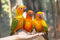 Three parrots eating sunflower seed on human hands