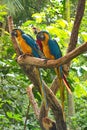 Three parrots of macaw on a branch Royalty Free Stock Photo