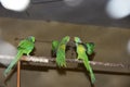 Three parrots see each other Royalty Free Stock Photo