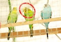 Three parrots sits in a cage.