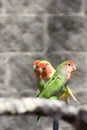 Three parrots