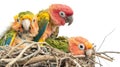 Three parrots with vibrant plumage in a nest made of twigs, against a white background Royalty Free Stock Photo