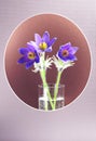 Three pasque-flowers Royalty Free Stock Photo