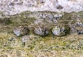 Three patella vulgata limpets on a rock