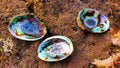 Three Paua Shells