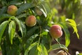 Three peach fruits growing on a tree, selective focus Royalty Free Stock Photo