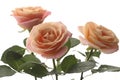 Three peach roses on the white background