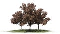 Three Peach trees in the autumn on a grass area