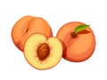 Three peaches. Vector illustration. Royalty Free Stock Photo