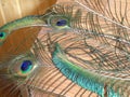 Three peacock feathers. Top view Royalty Free Stock Photo