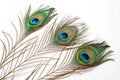 Three peacock feathers on a white background Royalty Free Stock Photo