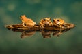 Three Peacock tree frogs Leptopelis vermiculatus. Reflections in the water Royalty Free Stock Photo