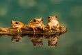 Three Peacock tree frogs Leptopelis vermiculatus. Reflections in the water Royalty Free Stock Photo